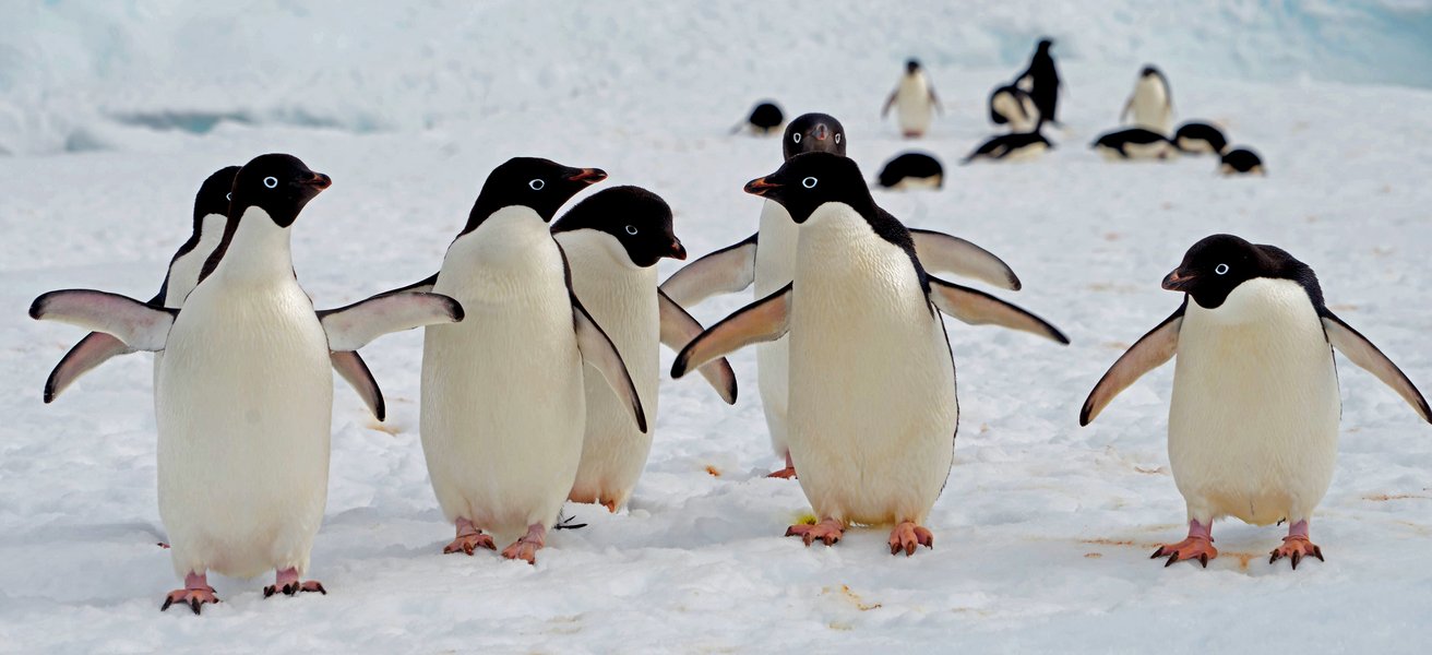 Adélie-Pinguine Adélie-Pinguine