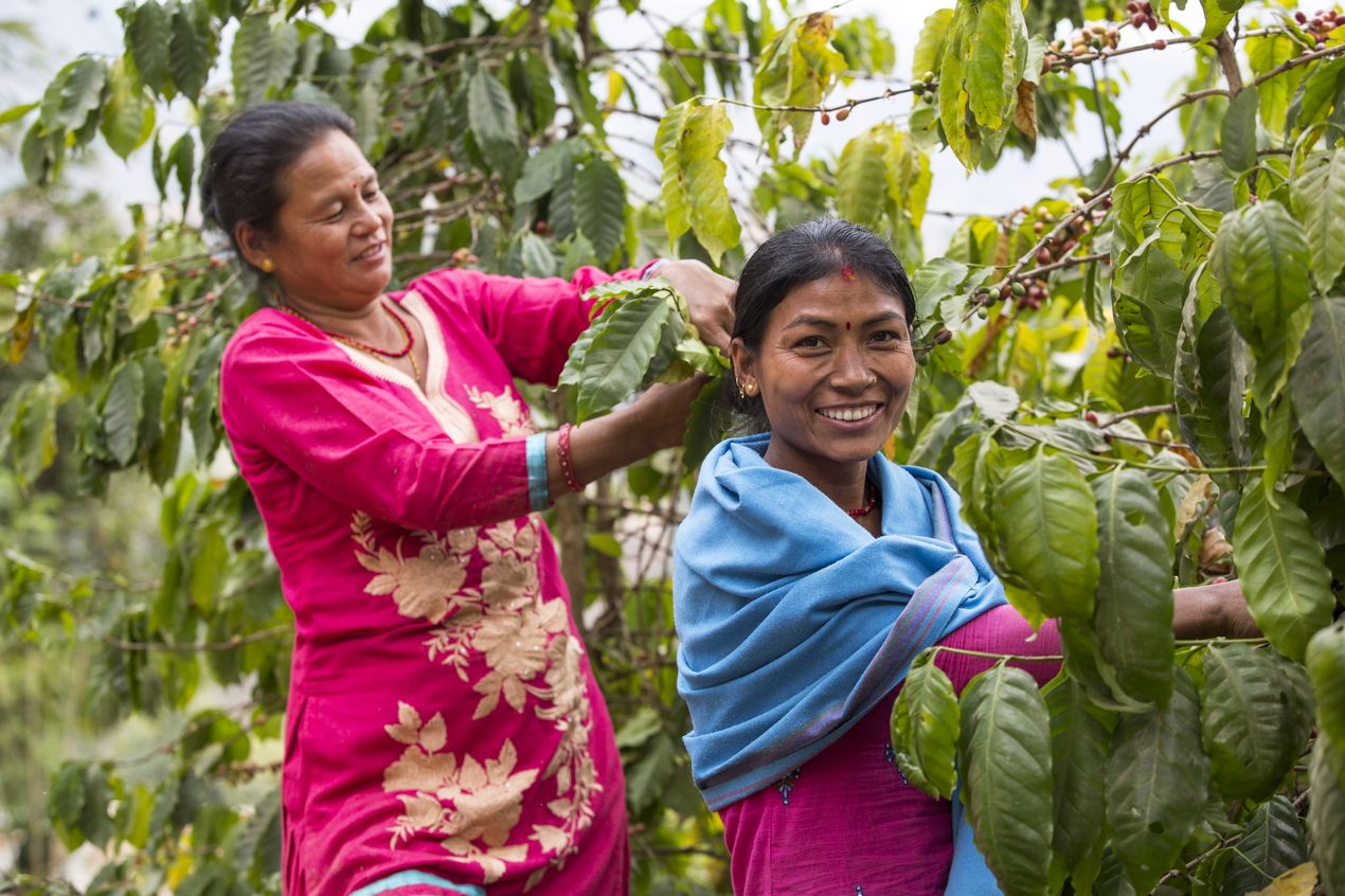 Nepal Frauen beim Kaffeekirschen pflücken 