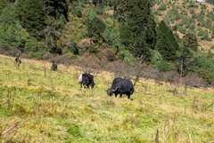 Yaks auf einer Weide in Bhutan