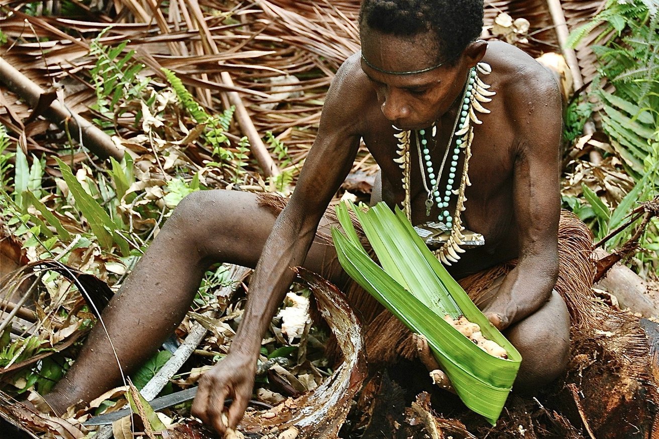 Ernte der Sagowürmer