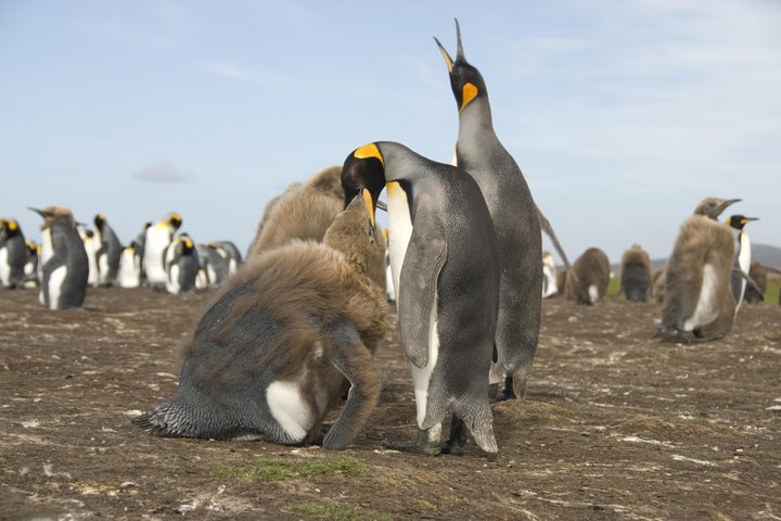 Königspinguine