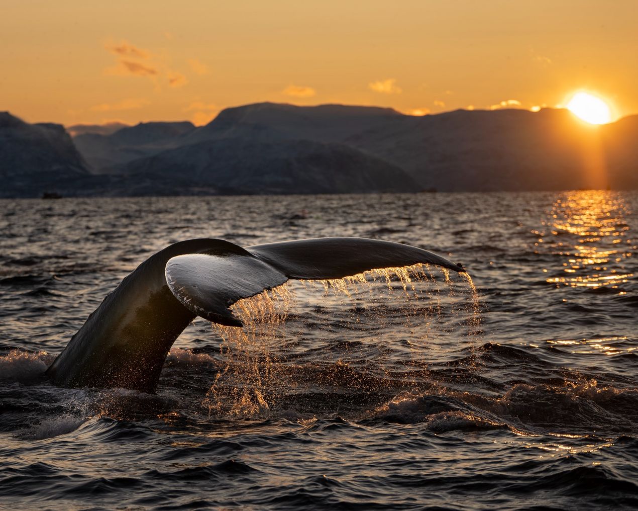 Walflosse bei Sonnenuntergang