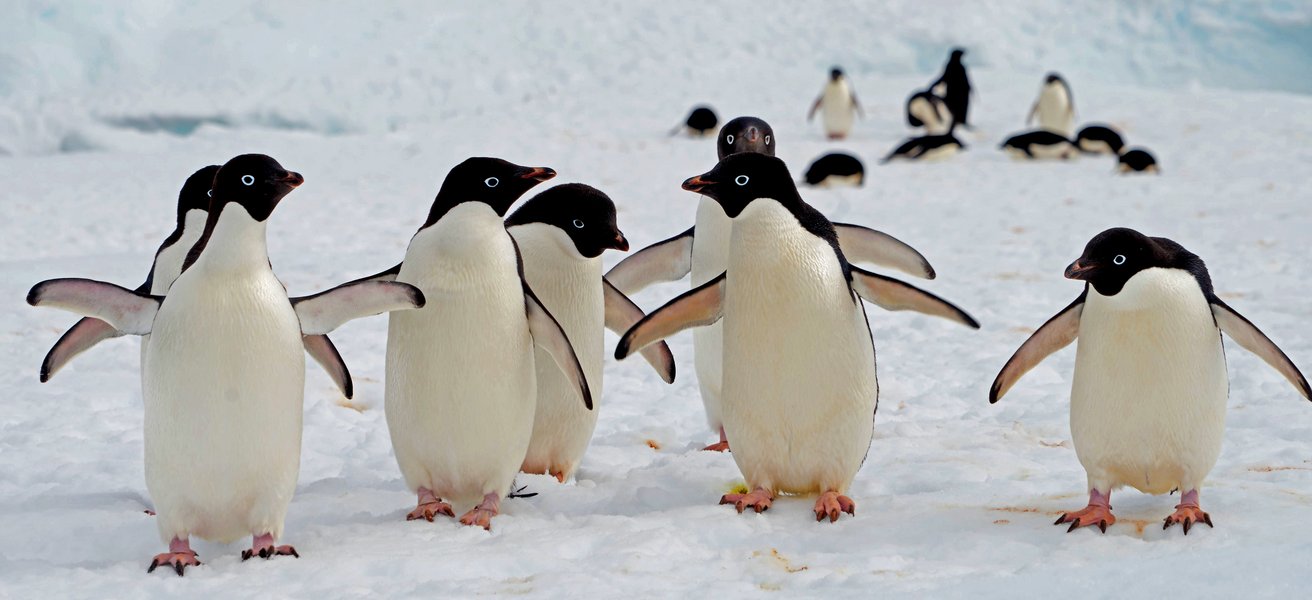 Adelie Pinguine Antarktis Adelie Pinguine Antarktis