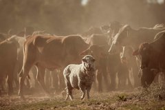 Rinder und Schafe