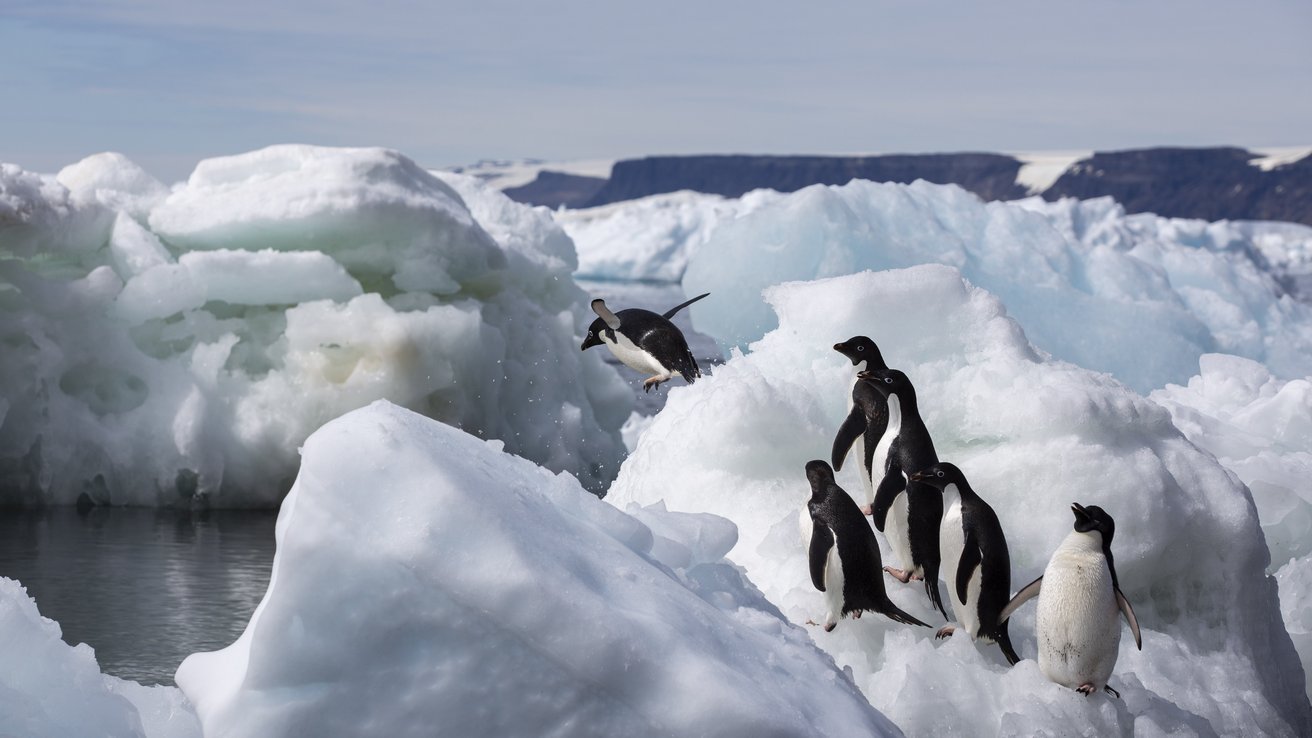 Adéliepinguine