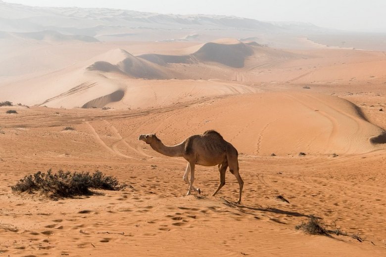 Die weite Wüste