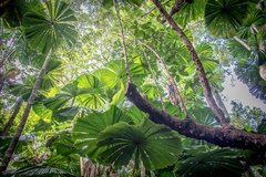 Daintree Nationalpark bei Cairns