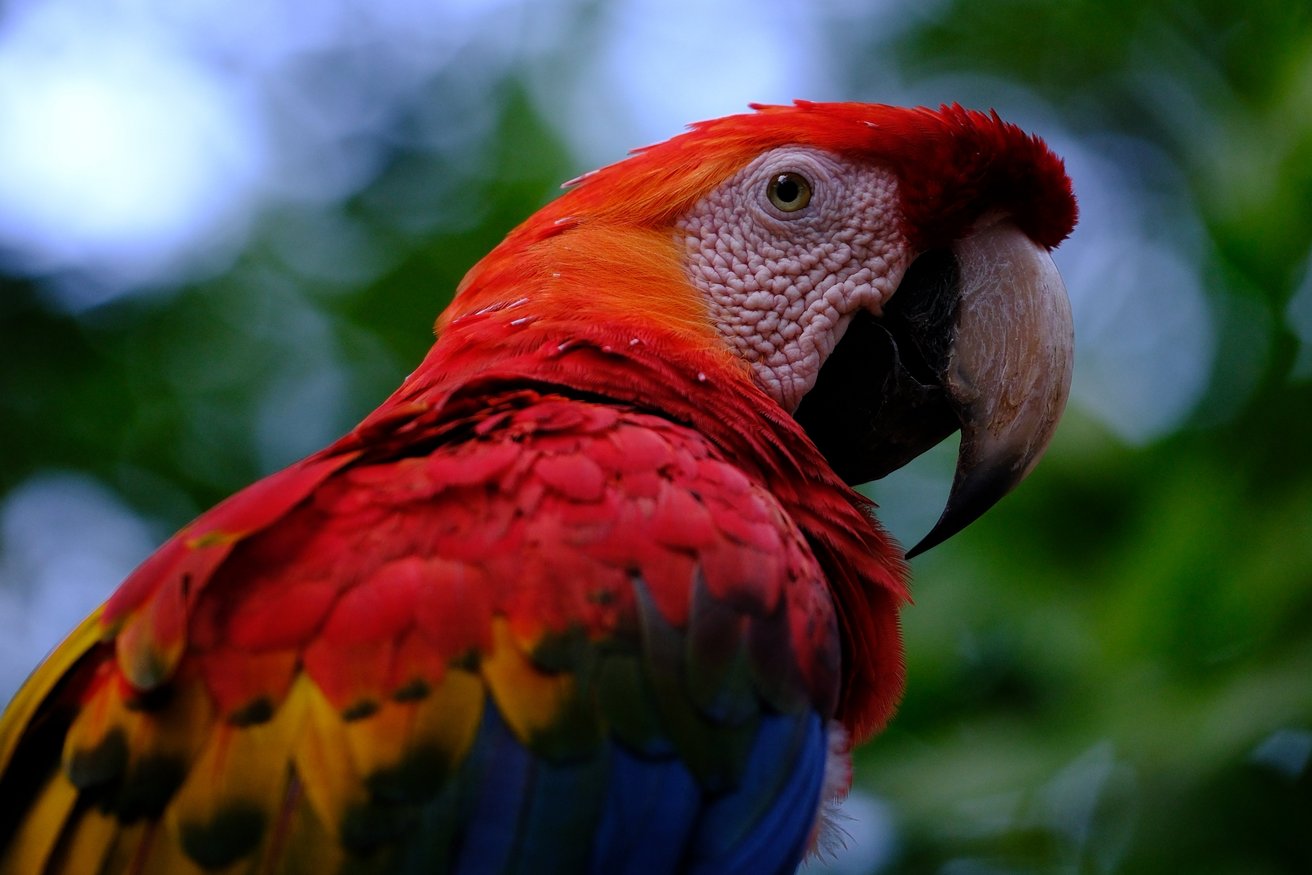 Scharlachara Scharlachara