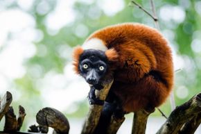 Roter Lemur
