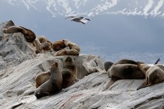 Antarktis Fauna