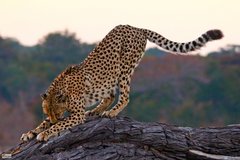 Gepard im Hwange Nationalpark
