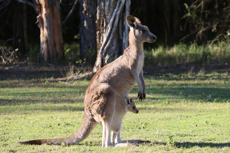 Känguru mit Joey