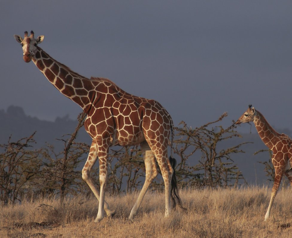 Giraffen