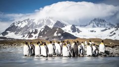 Königspinguine auf Südgeorgien
