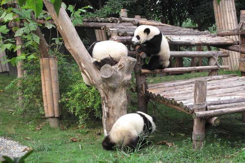 Pandareservat