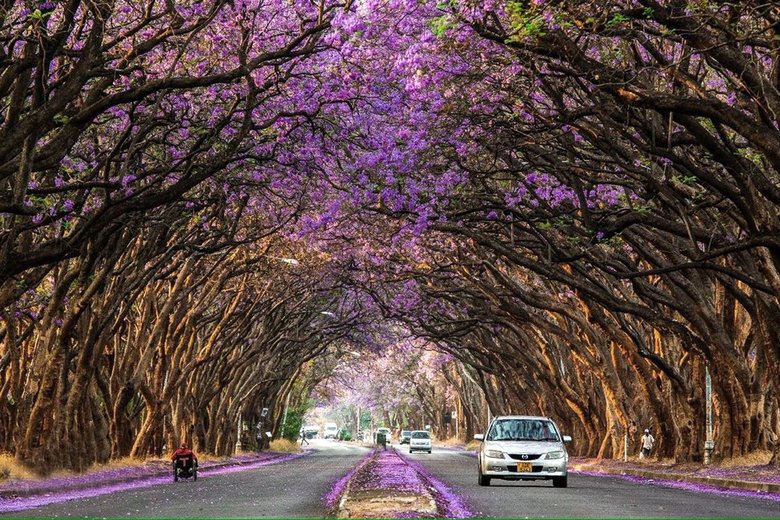 Blühende Jakaranda-Bäume