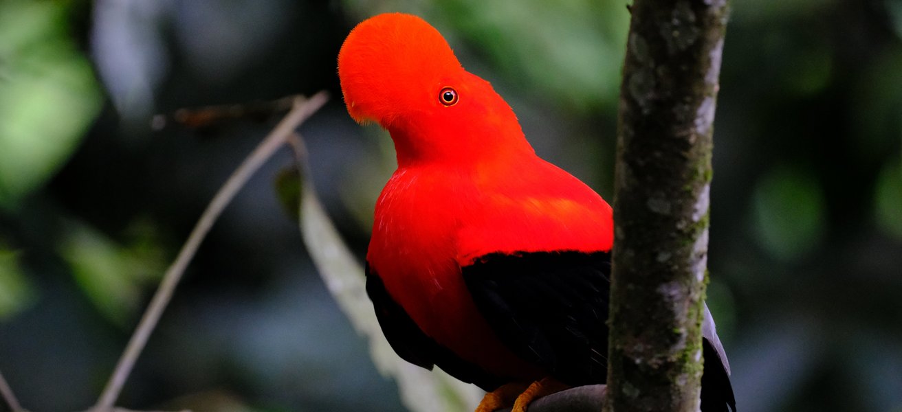 Andenfelsenhahn Andenfelsenhahn