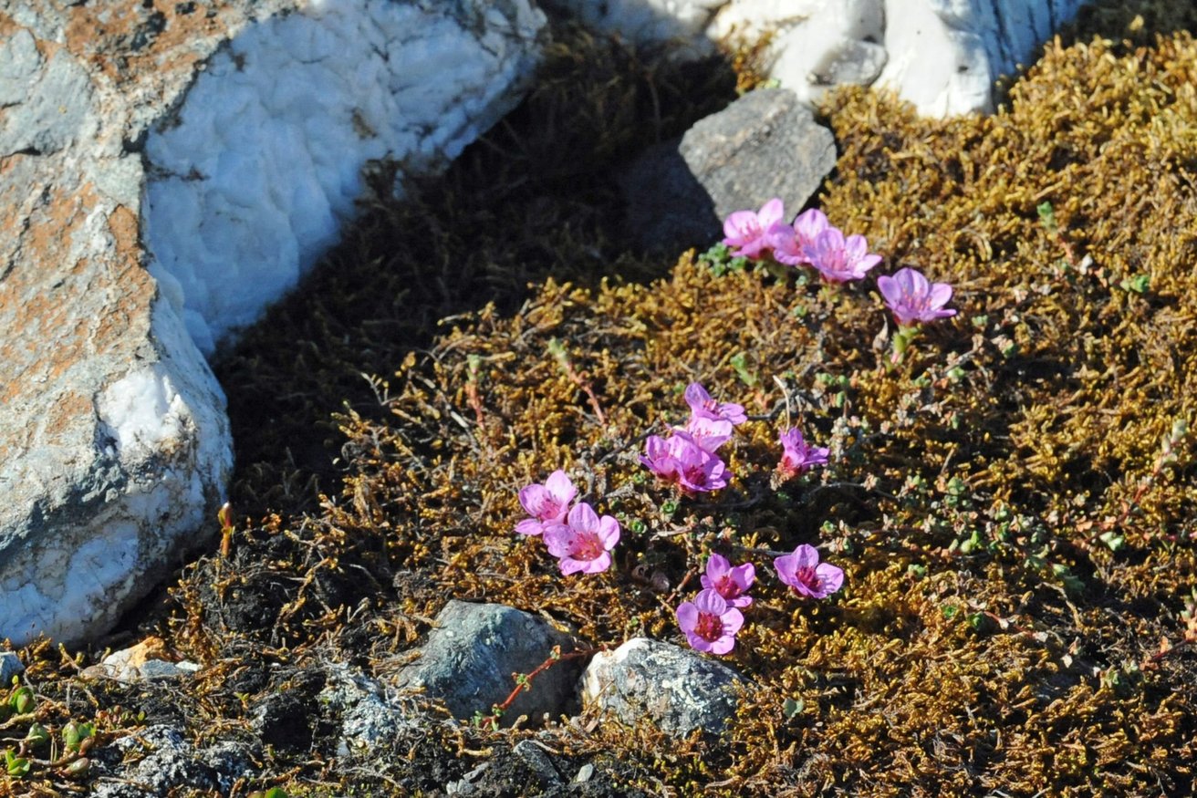 Blumen in Spitzbergen