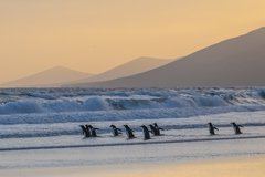 Eselspinguine