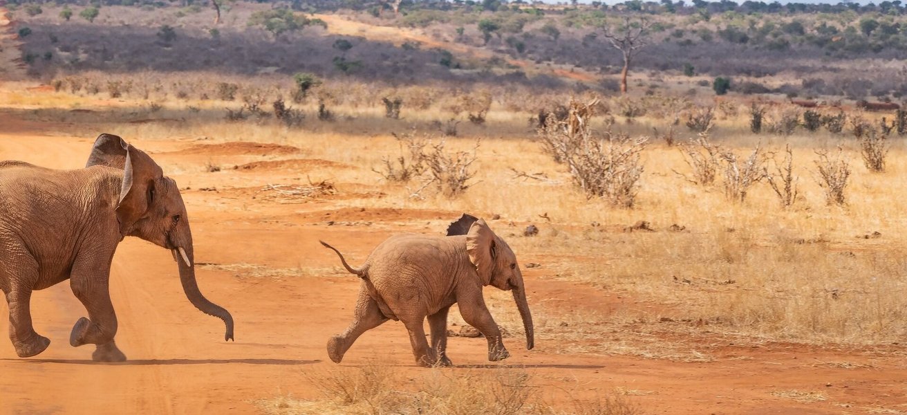 Elefanten in Kenia Elefanten in Kenia