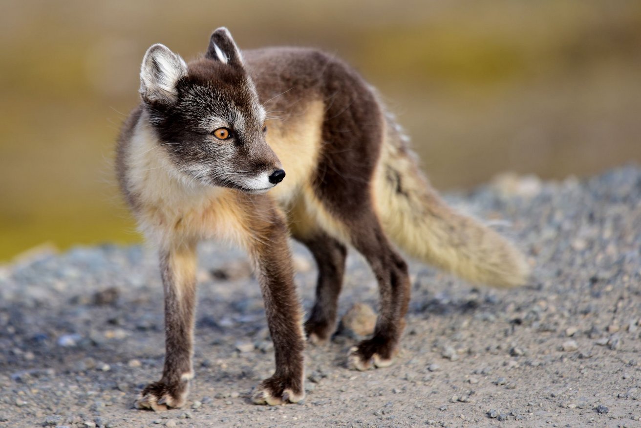 Polarfuchs Polarfuchs