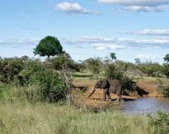 Elefanten am Wasserloch - Krüger NP