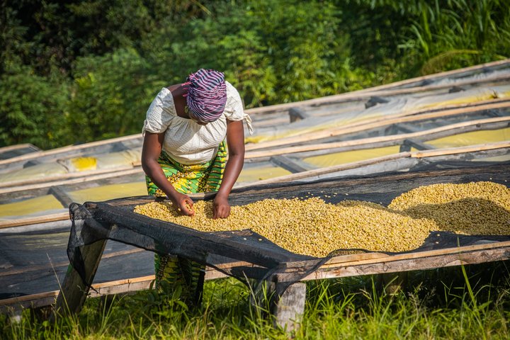 Kaffeplantage Ruanda Kaffeplantage Ruanda