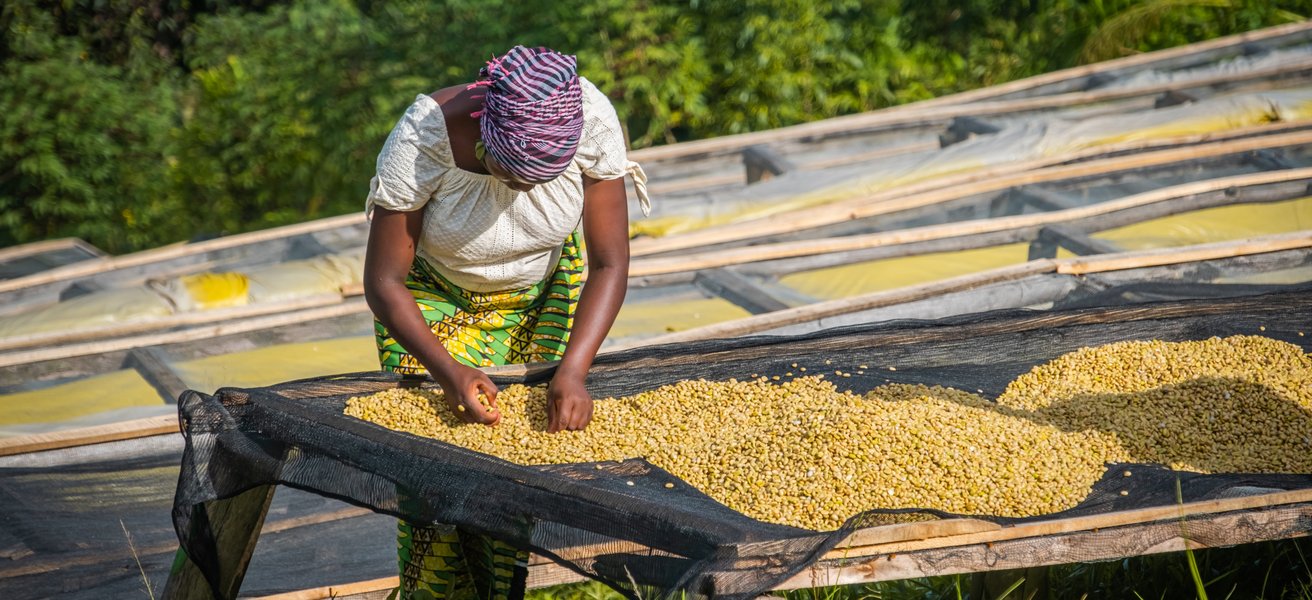 Kaffeplantage Ruanda Kaffeplantage Ruanda