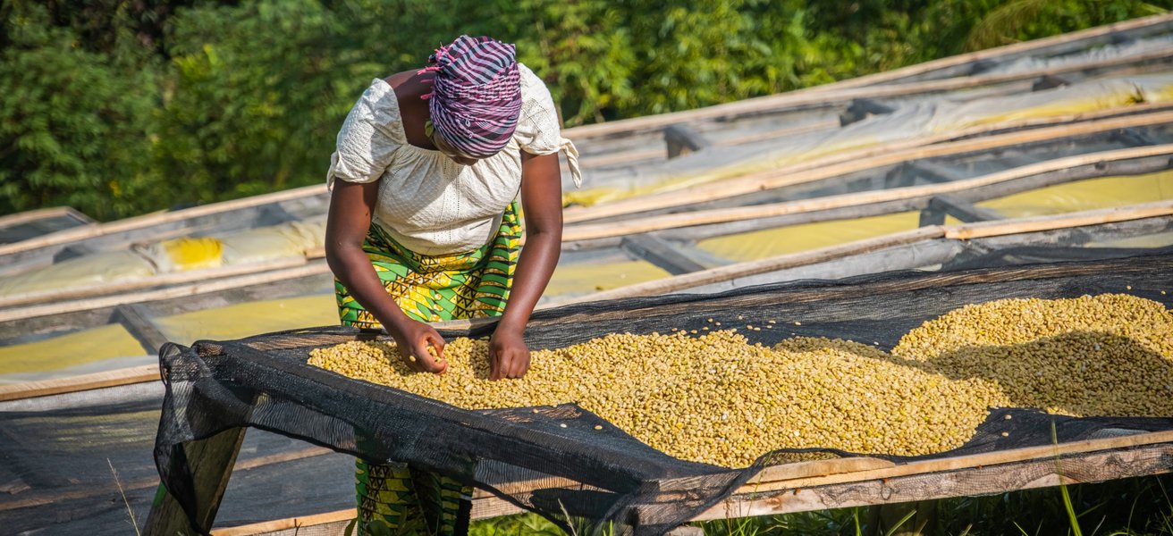 Kaffeplantage Ruanda
