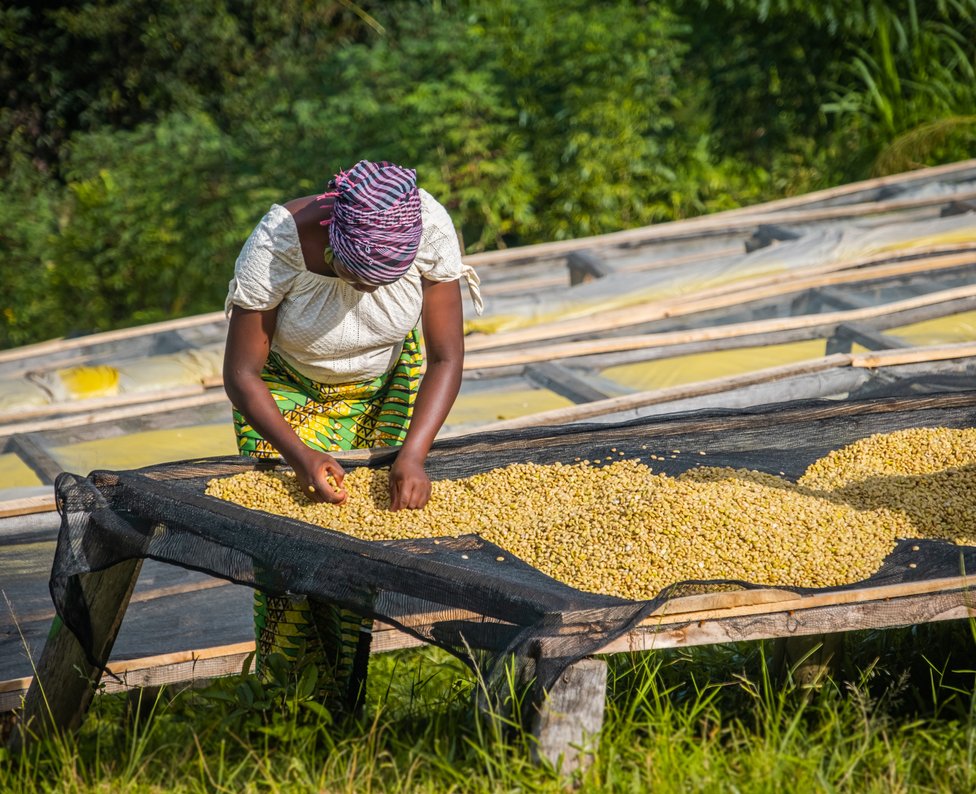 Kaffeplantage Ruanda Kaffeplantage Ruanda