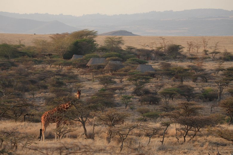 Giraffe vor dem Camp Giraffe vor dem Camp