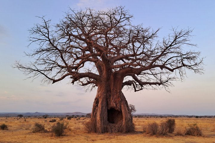 Mächtige Baobabs prägen die Savannenlandschaft des Ruaha Nationalparks in Tansania