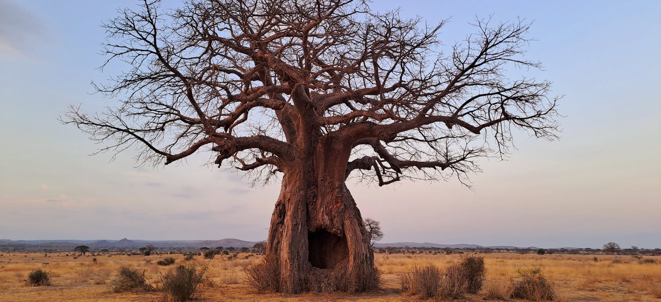 Baobab in Ruaha Nationalpark Mächtige Baobabs prägen die Savannenlandschaft des Ruaha Nationalparks in Tansania