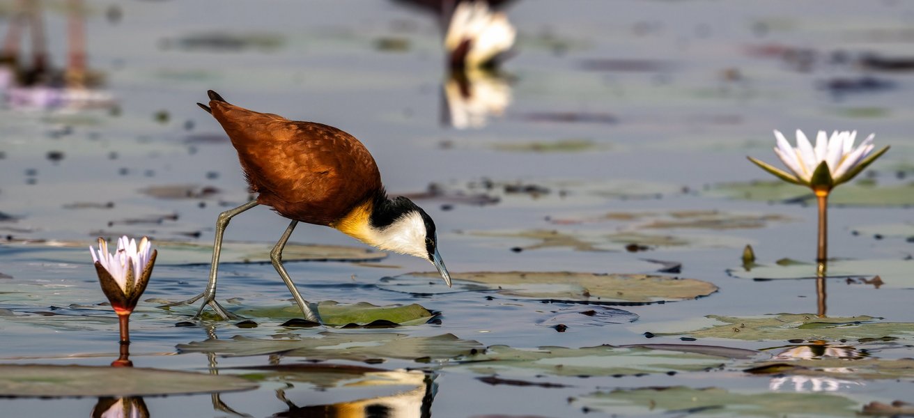 Vogel_Okavango_Delta Vogel_Okavango_Delta
