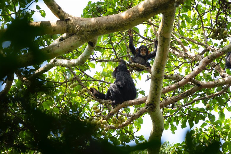 Schimpansen in Ruanda