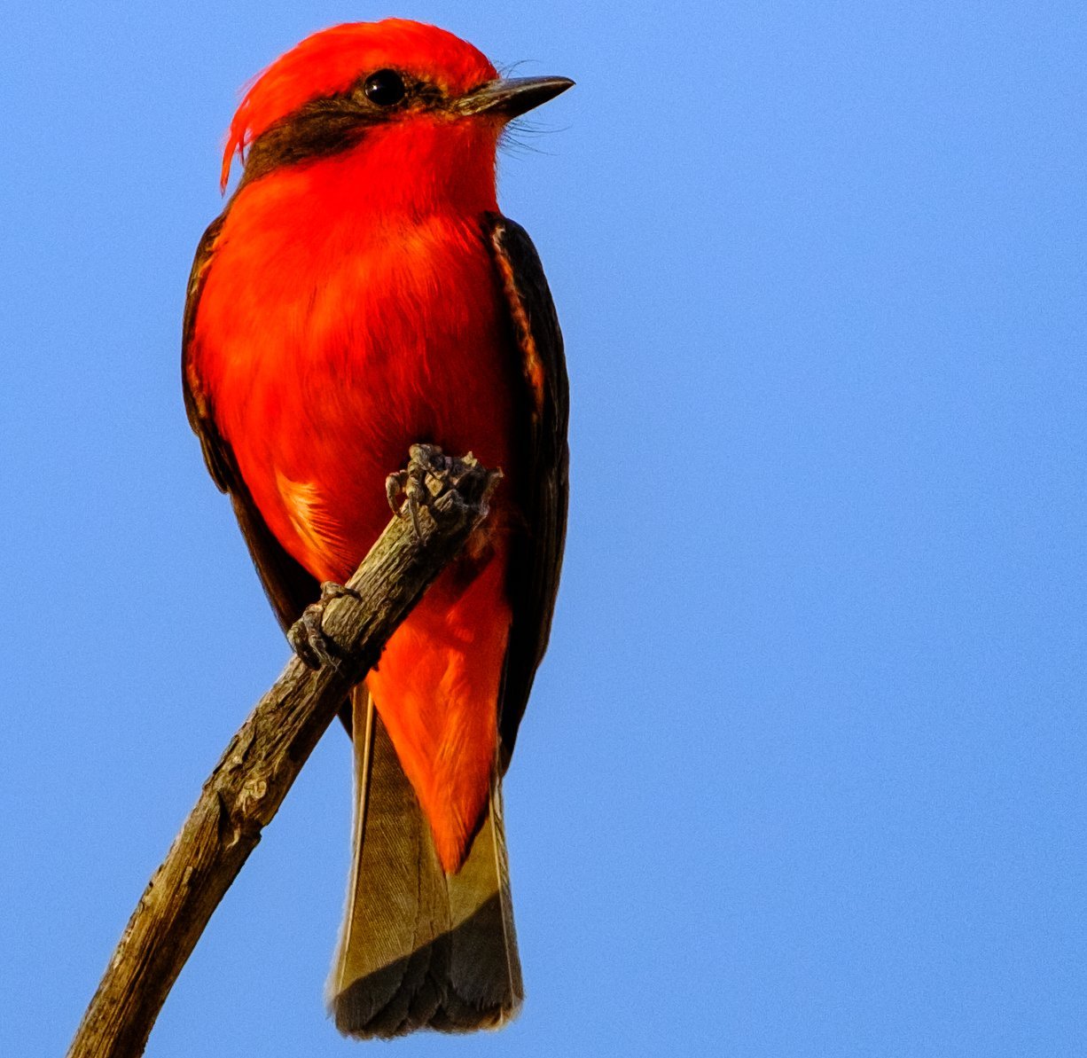 Rubintyrann Rubintyrann