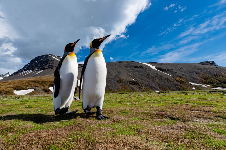 Königspinguine auf Südgeorgien