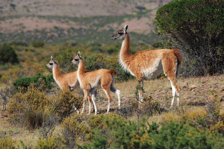 Guanacos Guanacos