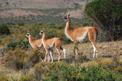 Guanacos