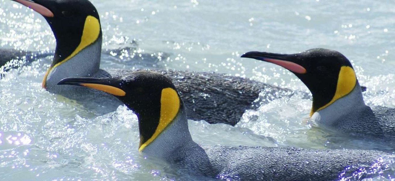 Königspinguin Königspinguin
