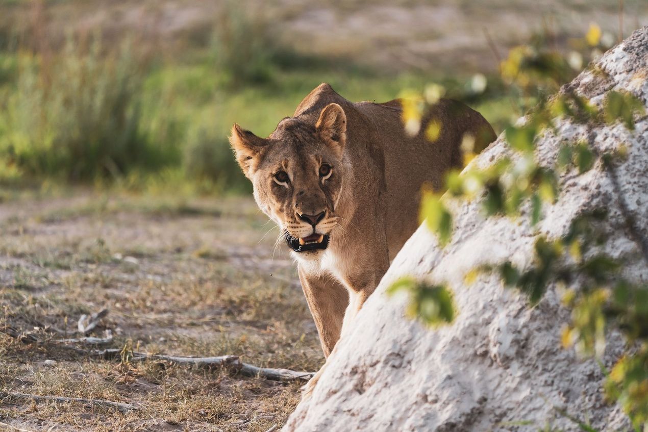 Löwin im Etosha Nationalpark