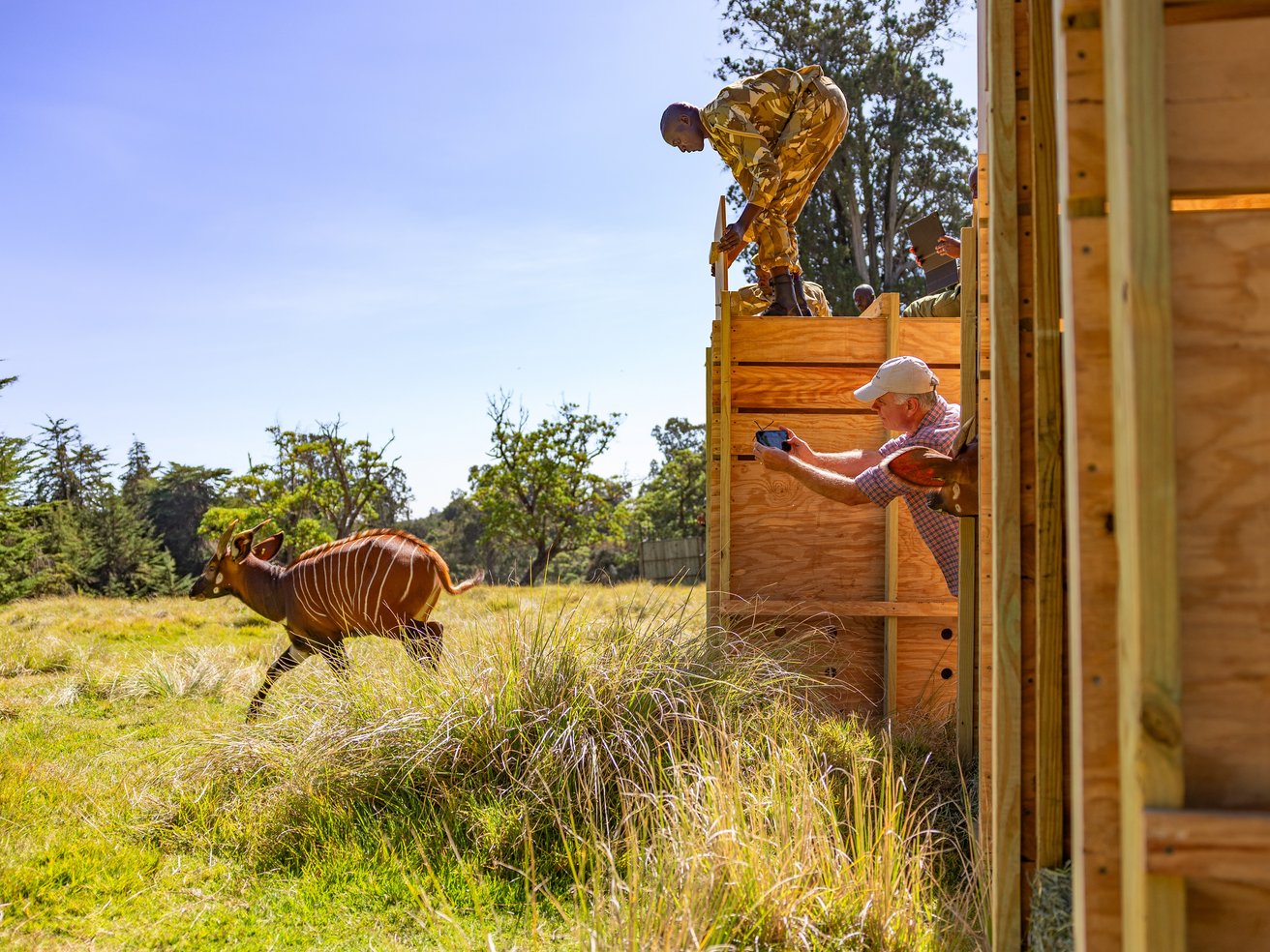 Umsiedlung der Bongos