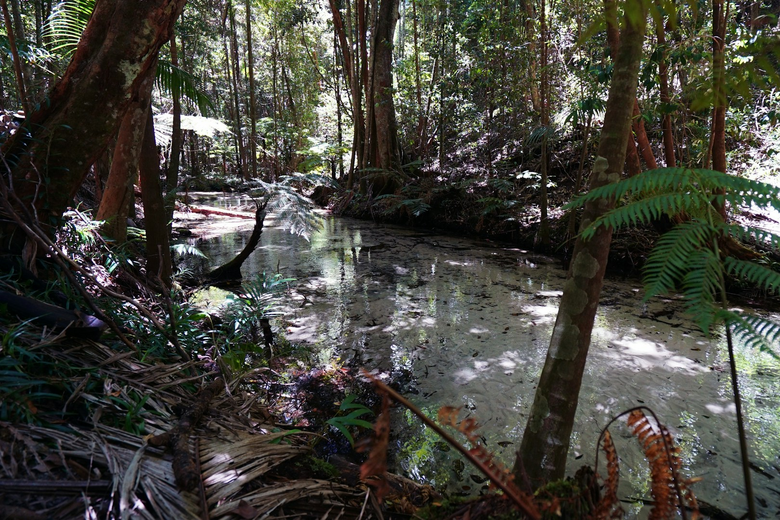 Regenwald auf K'gari