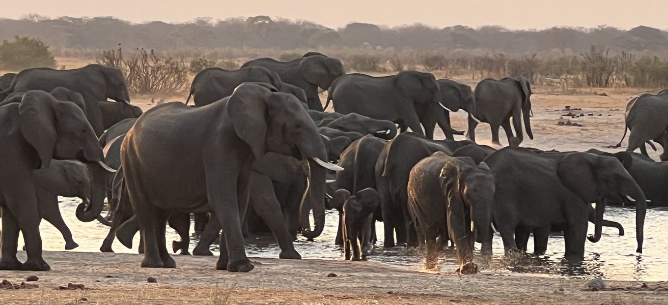 Elefanten im Hwange Nationalpark