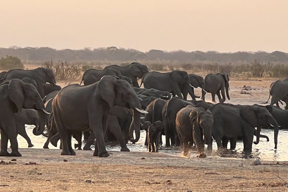 Elefanten im Hwange Nationalpark
