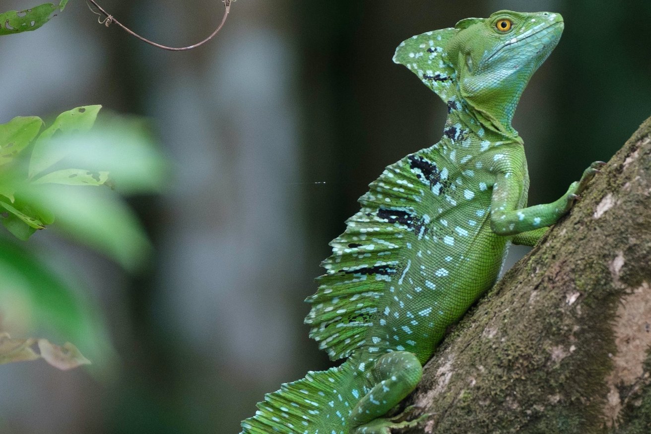 Stirnlappenbasilisk Stirnlappenbasilisk