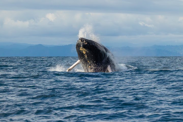 Wal Nuquí Wal Nuquí