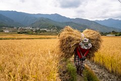 Bhutanerin bei der Reisernte
