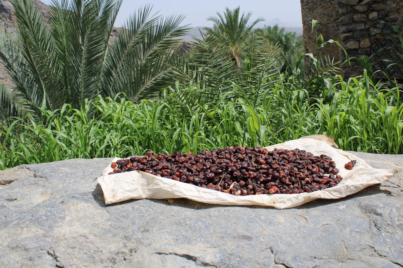 Datteln sind im Oman nicht nur eine wichtige Nahrungsquelle, sondern auch ein kulturelles Symbol.