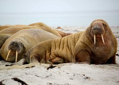 Walrosse am Strand